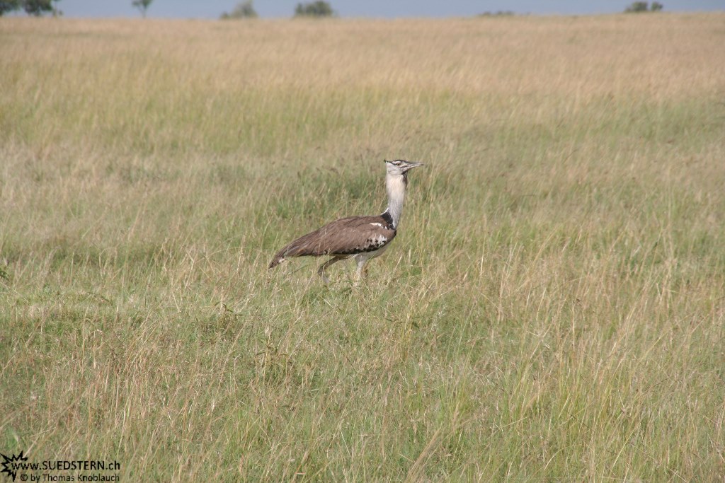 IMG 8515-Kenya, kori bustard seen in Masai Mara